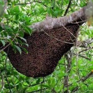 Grameen Flower Honey (গ্রামীণ ফুলের চাকের মধু)